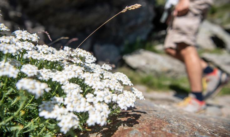 Wandern-Ortler Höhenweg-Blumen-Ortlergebiet-h