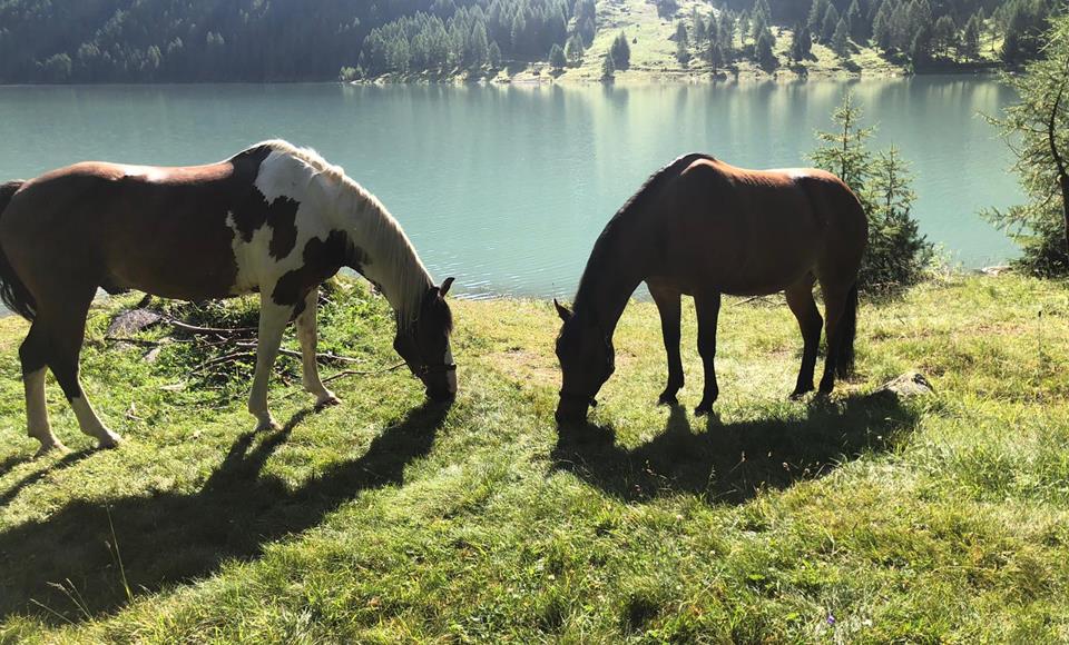 Pferde-grasen-Weide