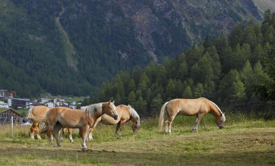 freizeit-pferde-vinschgau-fb[2]