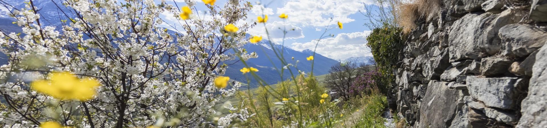 Primavera