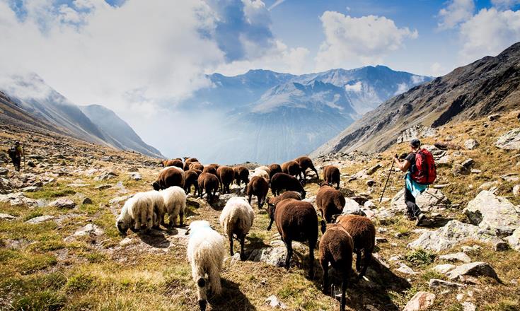 tv-schnalstal-at-val-senales-gudrun-muschalla-transhumanz