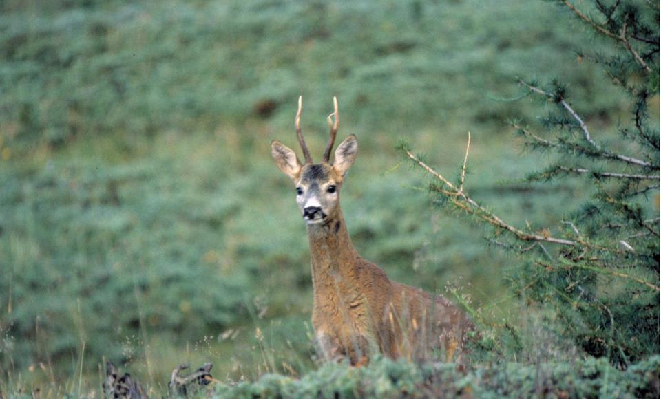 Un capriolo